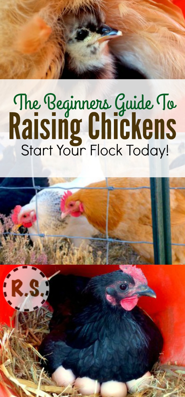 The Beginners Guide To Raising Chickens