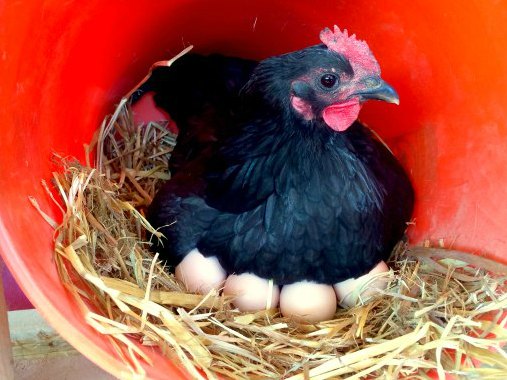 Can Tame Birds Eat Chicken Food Can Tame Birds Eat Chicken Food