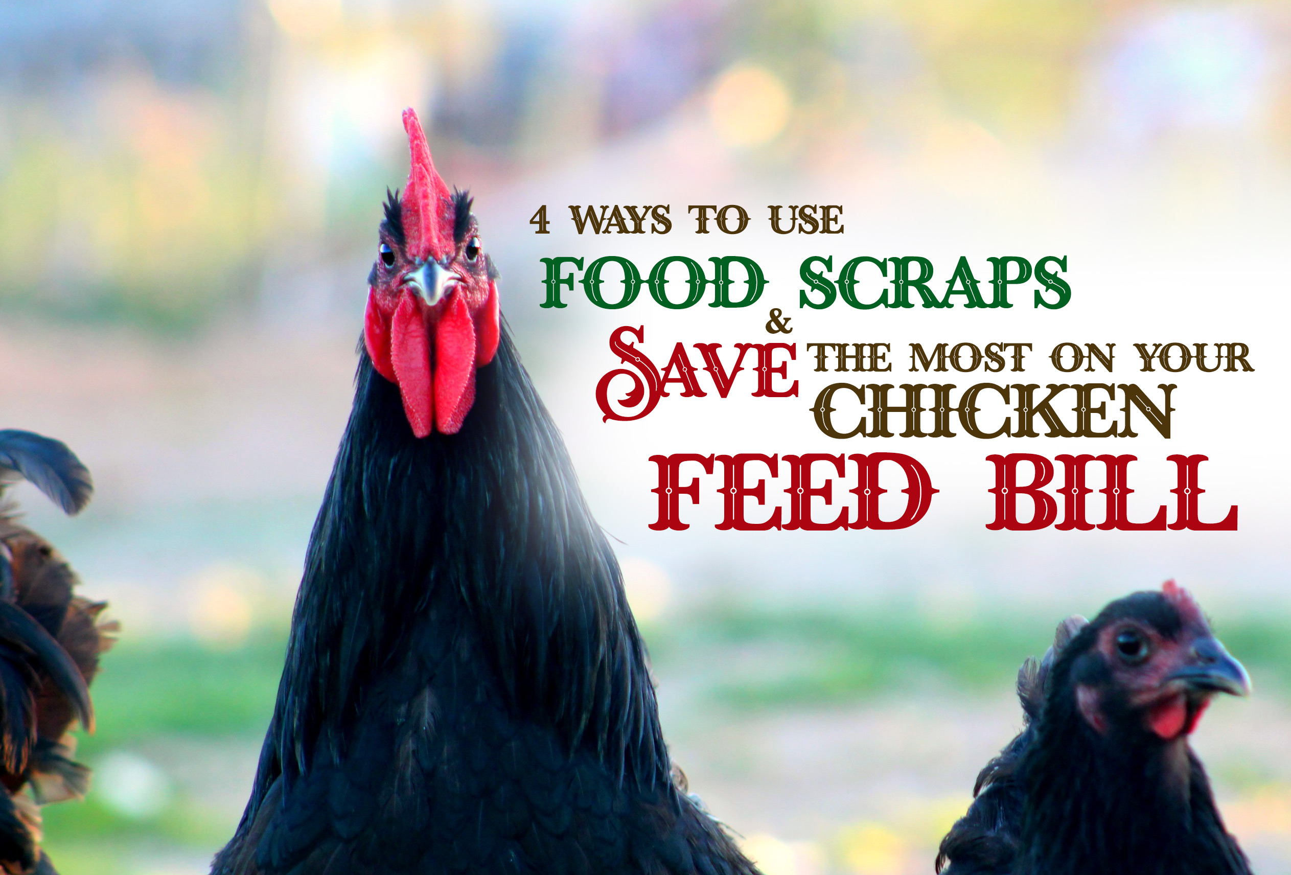 4 Ways to Use Kitchen Food Scraps & Save the Most on Your Chicken Feed Bill