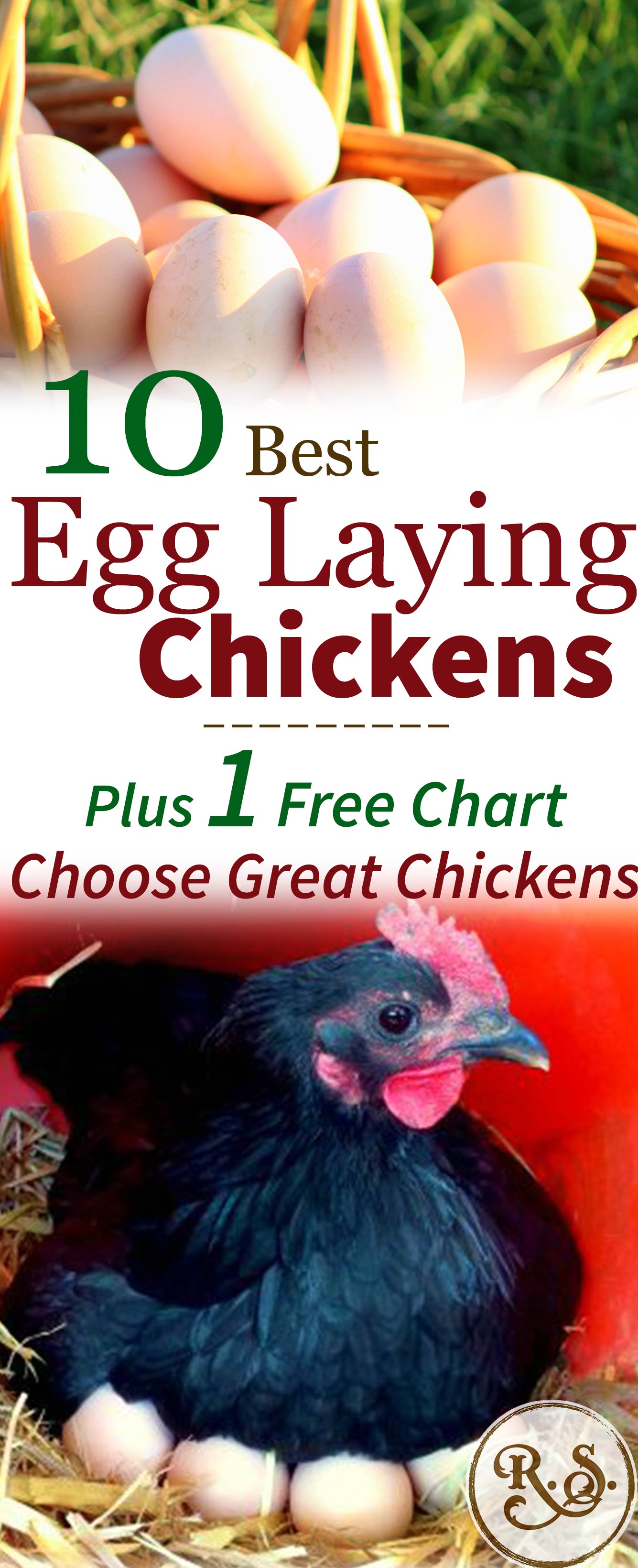 Different Types Of Chickens Chart