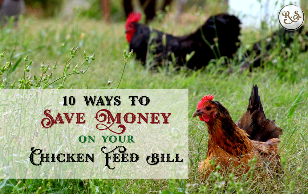 Here are 10 ways you can save money on your chicken food bill. Homesteading for beginners, or anyone who wants to get off the commercial feed bandwagon. Sustainable & DIY ideas for backyard chickens.