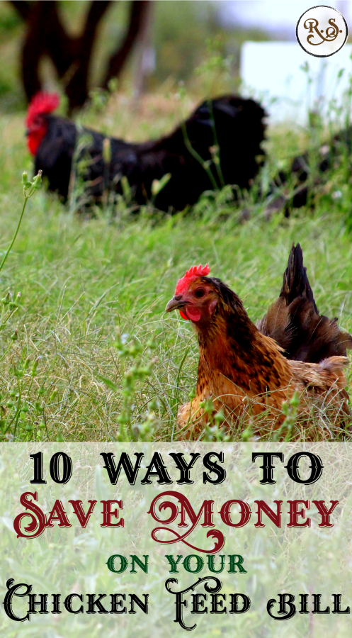Here are 10 ways you can save money on your chicken food bill. Homesteading for beginners, or anyone who wants to get off the commercial feed bandwagon. Sustainable & DIY ideas for backyard chickens.