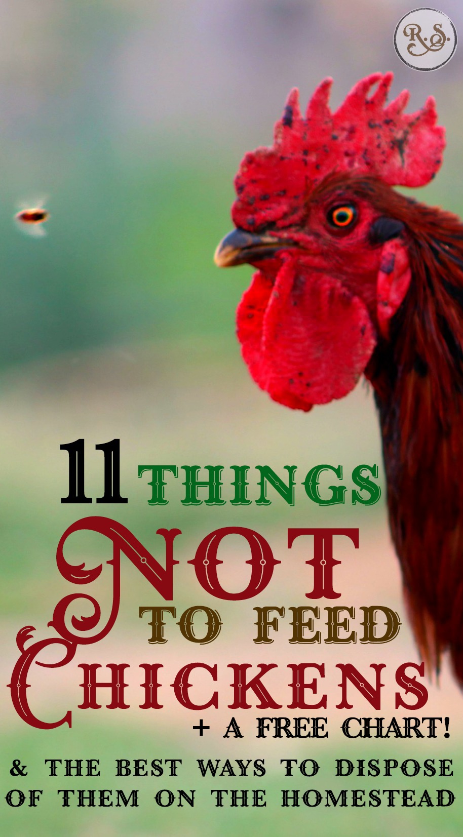 Feeding & raising backyard chickens is easy, but you need to know which foods NOT to feed chickens. After you learn what they can’t eat, we’ll learn the best way you can resourcefully dispose of them.