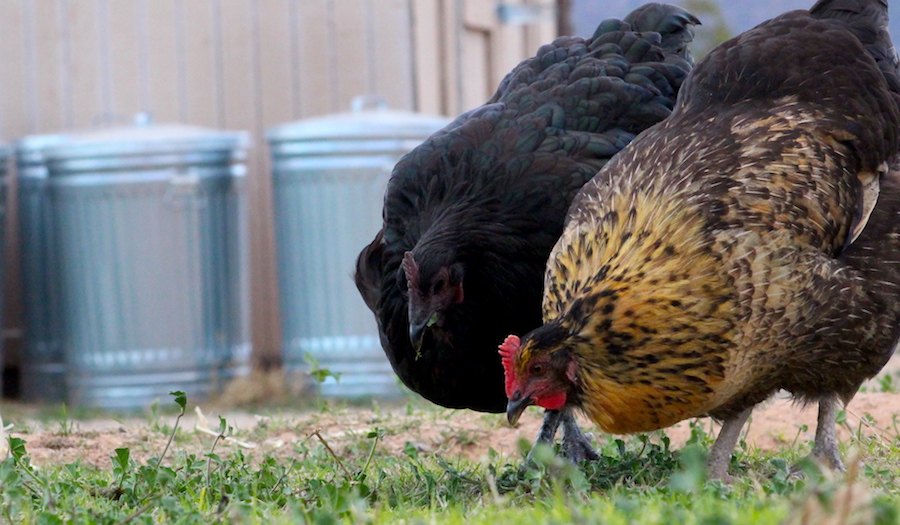 Guest Post Teaser: frugalchicken: what to plant in spring for chickens