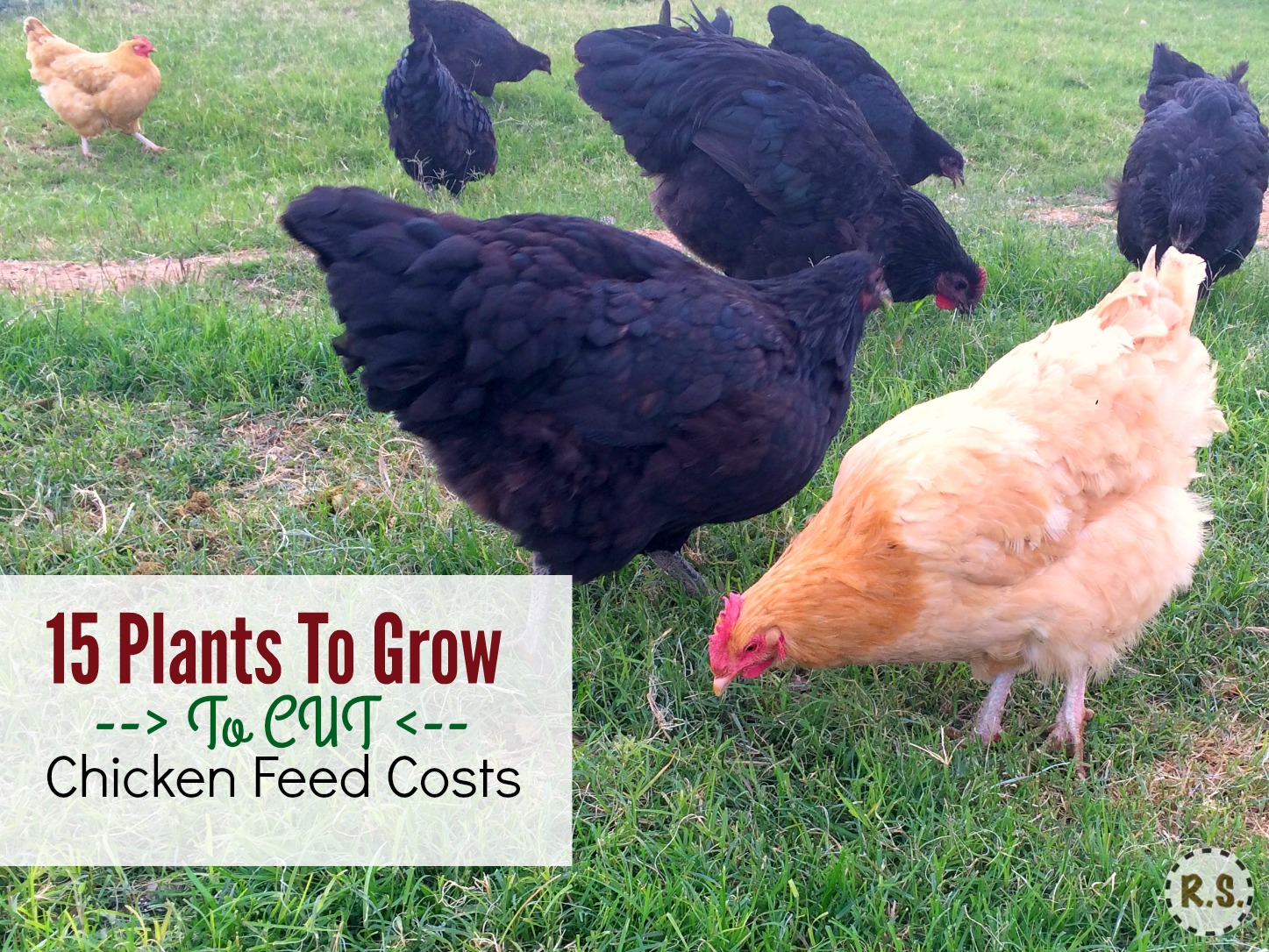 Dyrk din baggård kyllingemad i en DIY flerårig permakulturhave. Gratis madskygge til kyllingerne i den spiselige landskabspleje lige uden for deres coop. Dyrkning af kyllingemad sparer dig penge.