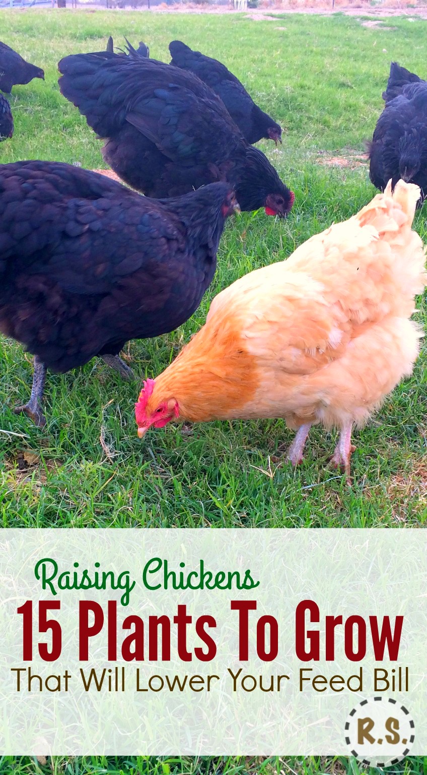 Coltiva il tuo cibo di pollo nel cortile in un giardino di permacultura perenne fai-da-te. Ombra di cibo gratuito per i polli nel paesaggio commestibile proprio fuori dalla loro coop. Crescere il cibo di pollo ti farà risparmiare denaro.