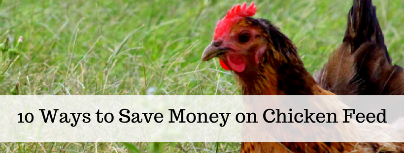 Here's your free, online handbook for raising chickens. A guide to saving money, growing feed, health, coops, tractors, frugal ideas and more!