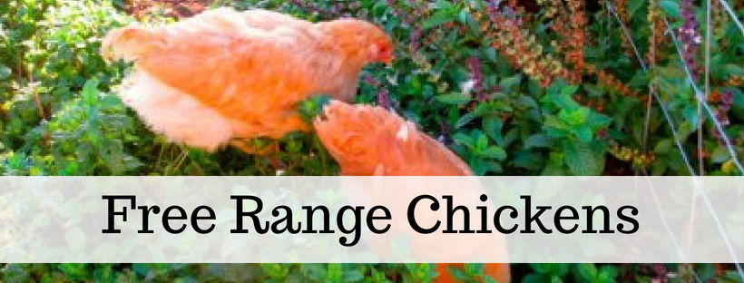 Here's your free, online handbook for raising chickens. A guide to saving money, growing feed, health, coops, tractors, frugal ideas and more!