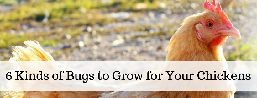 Here's your free, online handbook for raising chickens. A guide to saving money, growing feed, health, coops, tractors, frugal ideas and more!