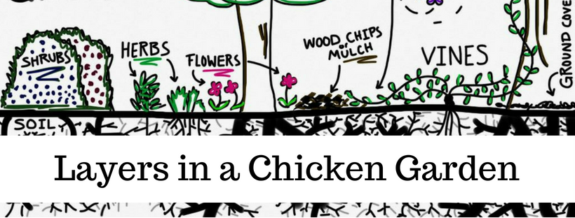 Here's your free, online handbook for raising chickens. A guide to saving money, growing feed, health, coops, tractors, frugal ideas and more!