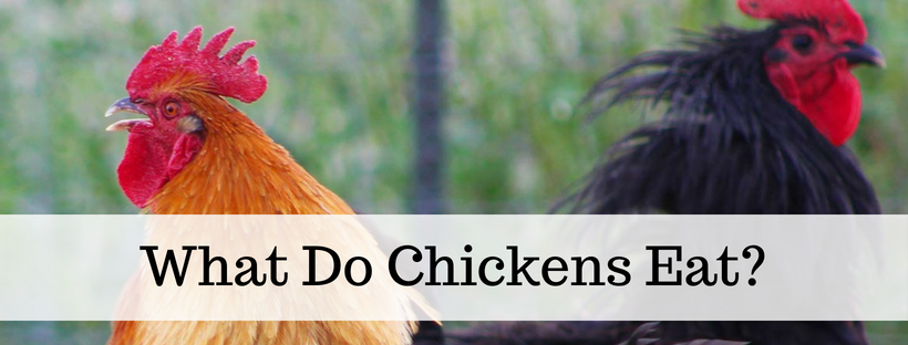 Here's your free, online handbook for raising chickens. A guide to saving money, growing feed, health, coops, tractors, frugal ideas and more!