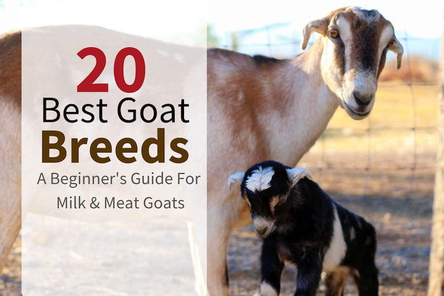 Get the best goat breed for your homestead and you’ll be set for years. Milk goats, meat goats and dual purposed goats are all compared in the following easy-to-use guide.