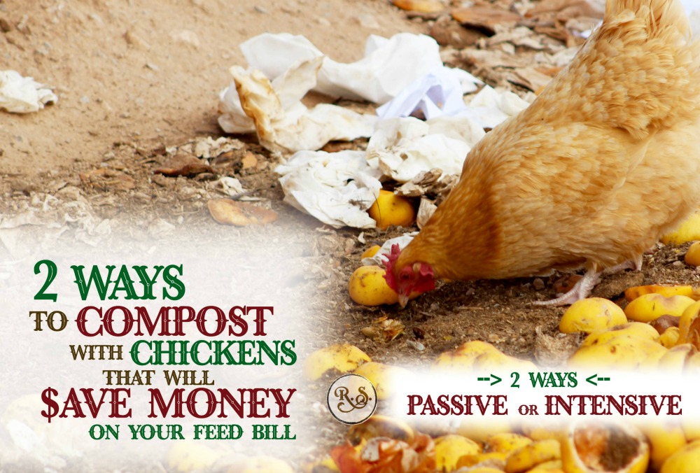 Beginner & advanced chicken raisers can cut their feed bill drastically when they start composting. Make feeding those chickens more sustainable for your homestead.