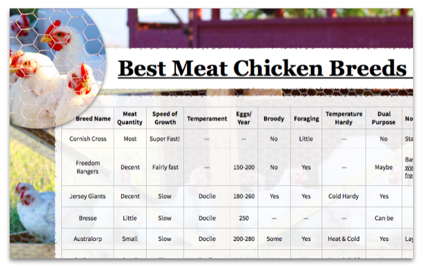 Chicken Sizes Chart