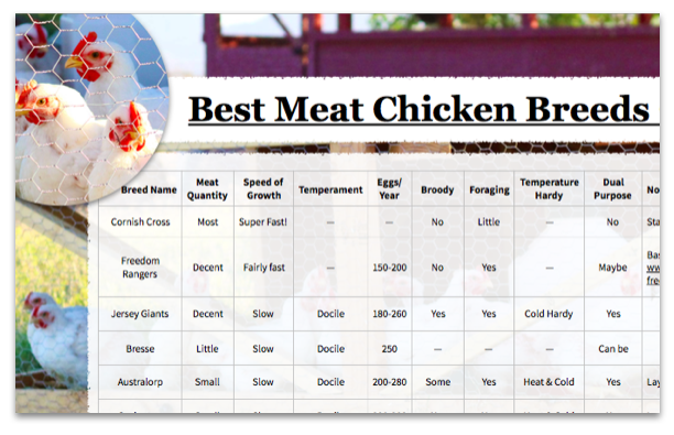 meat chicken breeds meat chicken feed chart