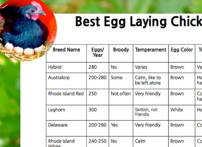 Different Breeds Of Chickens Chart