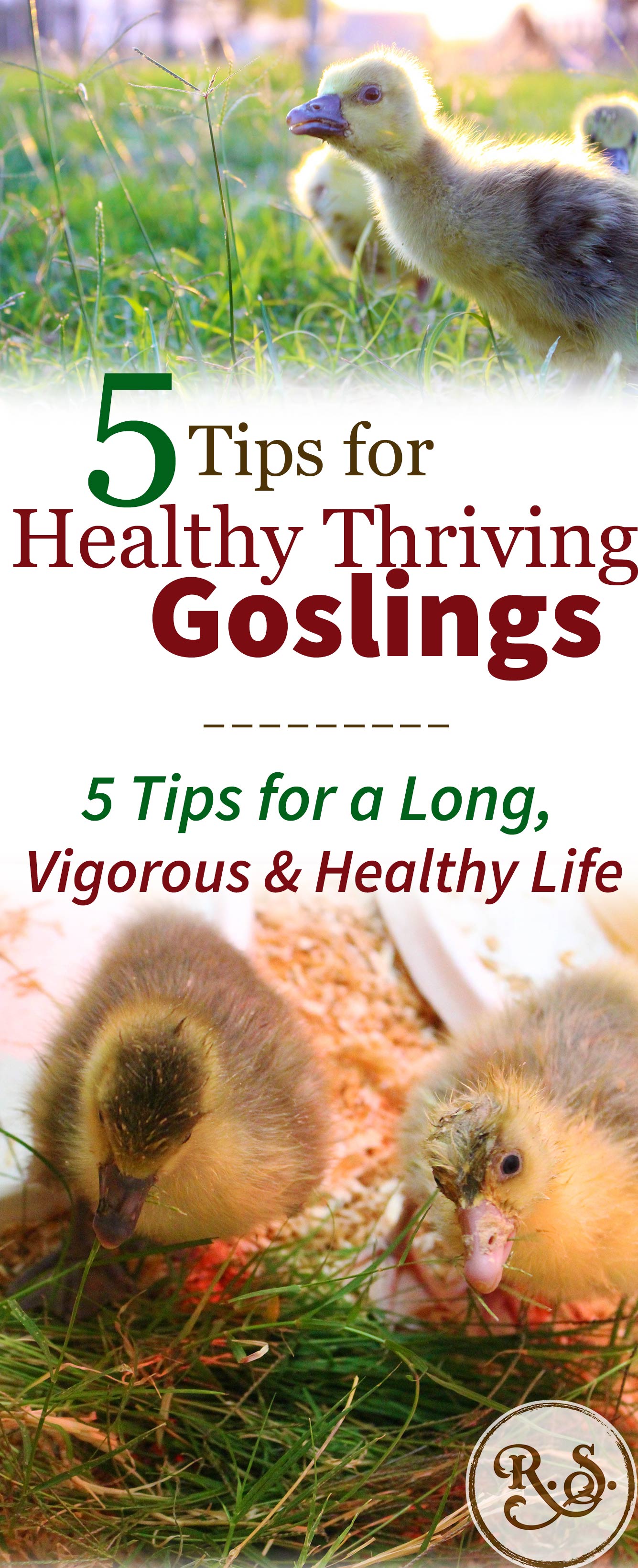 Here are 5 tips to take raising geese to the next level. These are simple tips you can apply to set your goslings on a path to a long, vigorous healthy life. Homesteading beyond the basics!