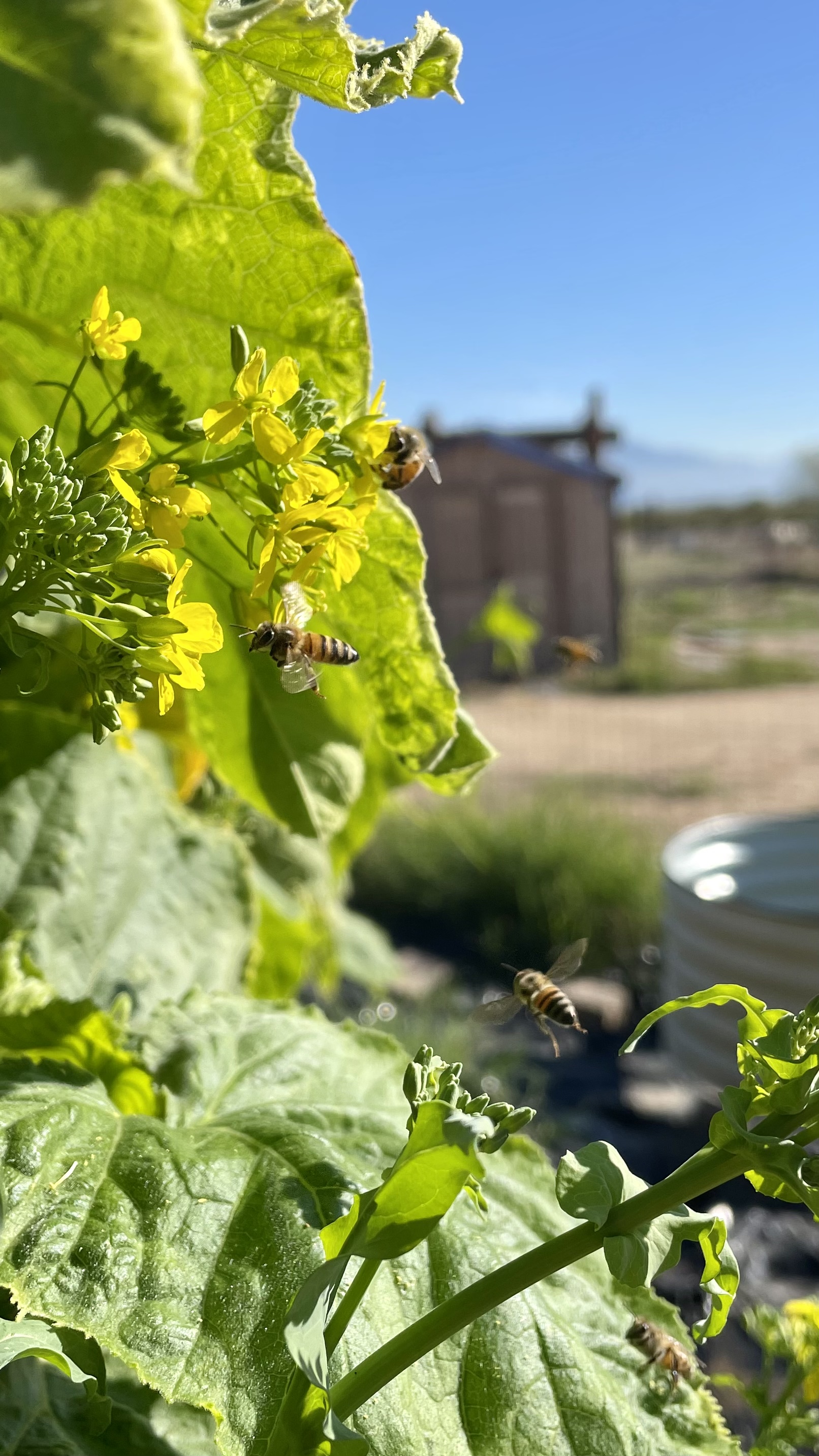bees in the garden