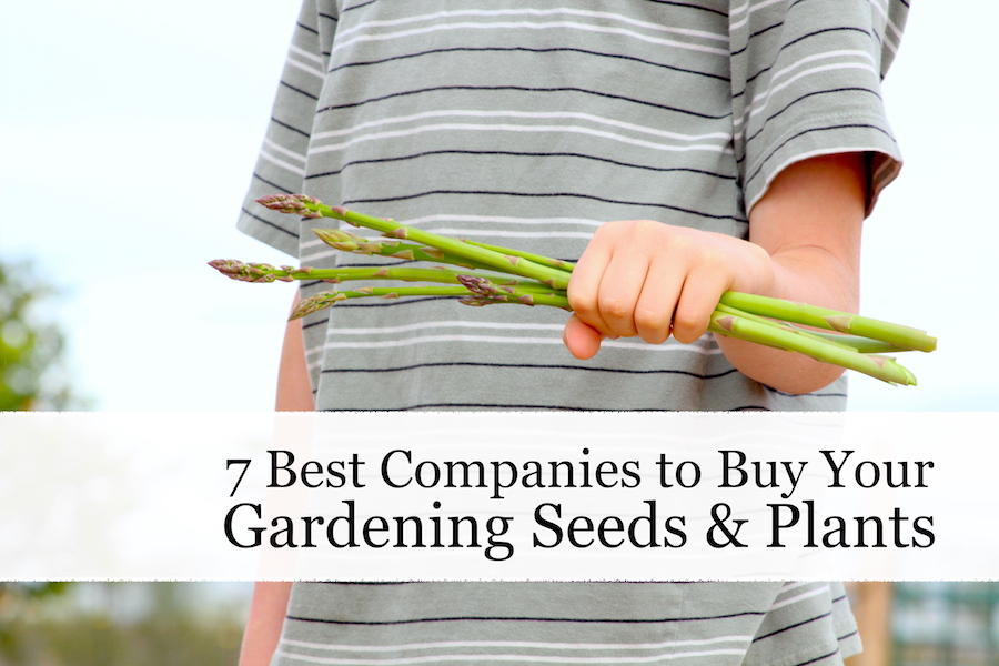 Garden seeds and plants are the most basic and important part of backyard gardening. Check out my seven favorite places to look for seeds, trees, and more. #gardening #seeds