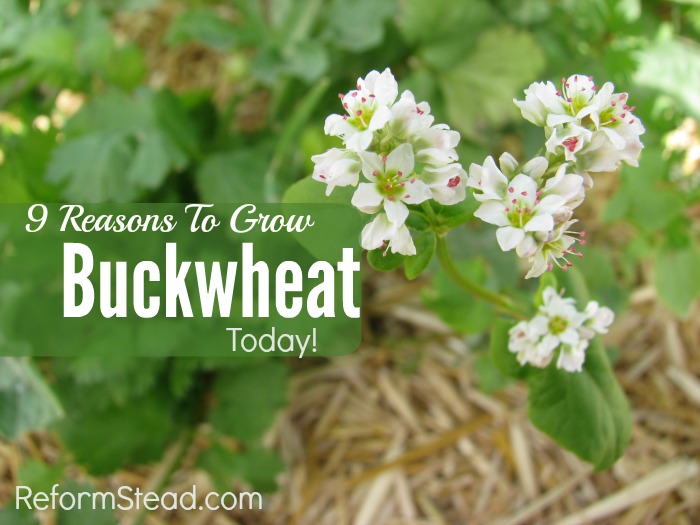 There are so many reasons to start growing buckwheat. Here are 9 reasons to start growing your own buckwheat today!