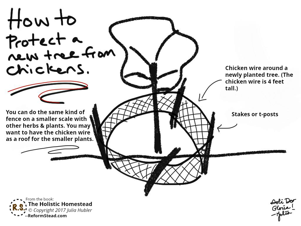 Learn how to grow a sustainable garden for your backyard chickens to save money on their feed bill. Plant shrubs, trees & herbs for a permaculture homestead. Great DIY ideas for beginners & beyond.