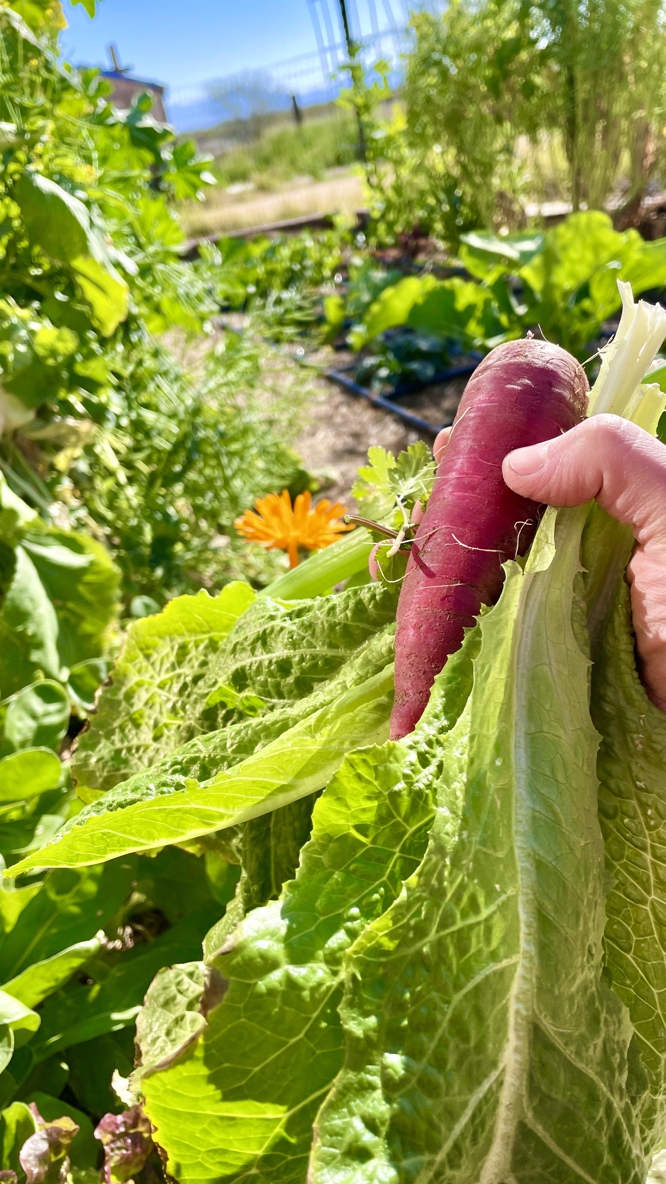 the best garden watering system can help you grow your best harvests.