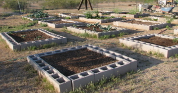 Arizona gardening calls for a permaculture garden design. Vegetable gardening in the desert can be hard, but with the right methods, we live in a great state!