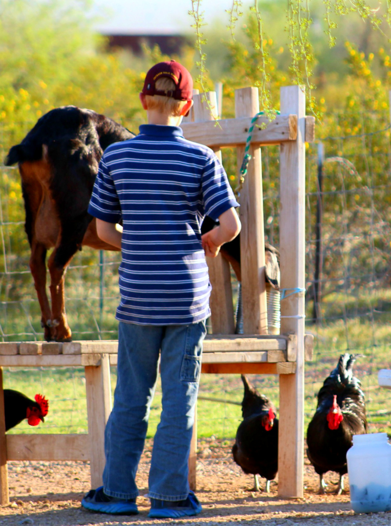 A Homesteading book for beginners and advanced alike! Grow your own sustainable, permaculture type of homestead that considers every aspect, with a plan and goal for the future. Soli Deo Gloria!