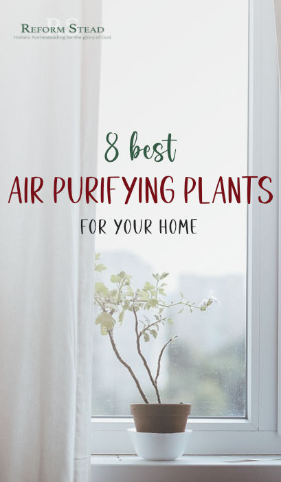 air purifying plants pin 2