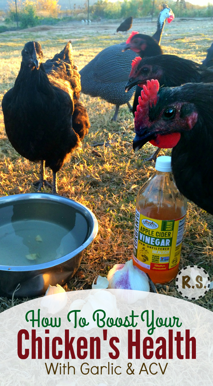 Improve your backyard chicken health, by feeding your hens garlic & apple cider vinegar. It’s great for their health. And I’ll show you how easy it is to start feeding it to your hens today.