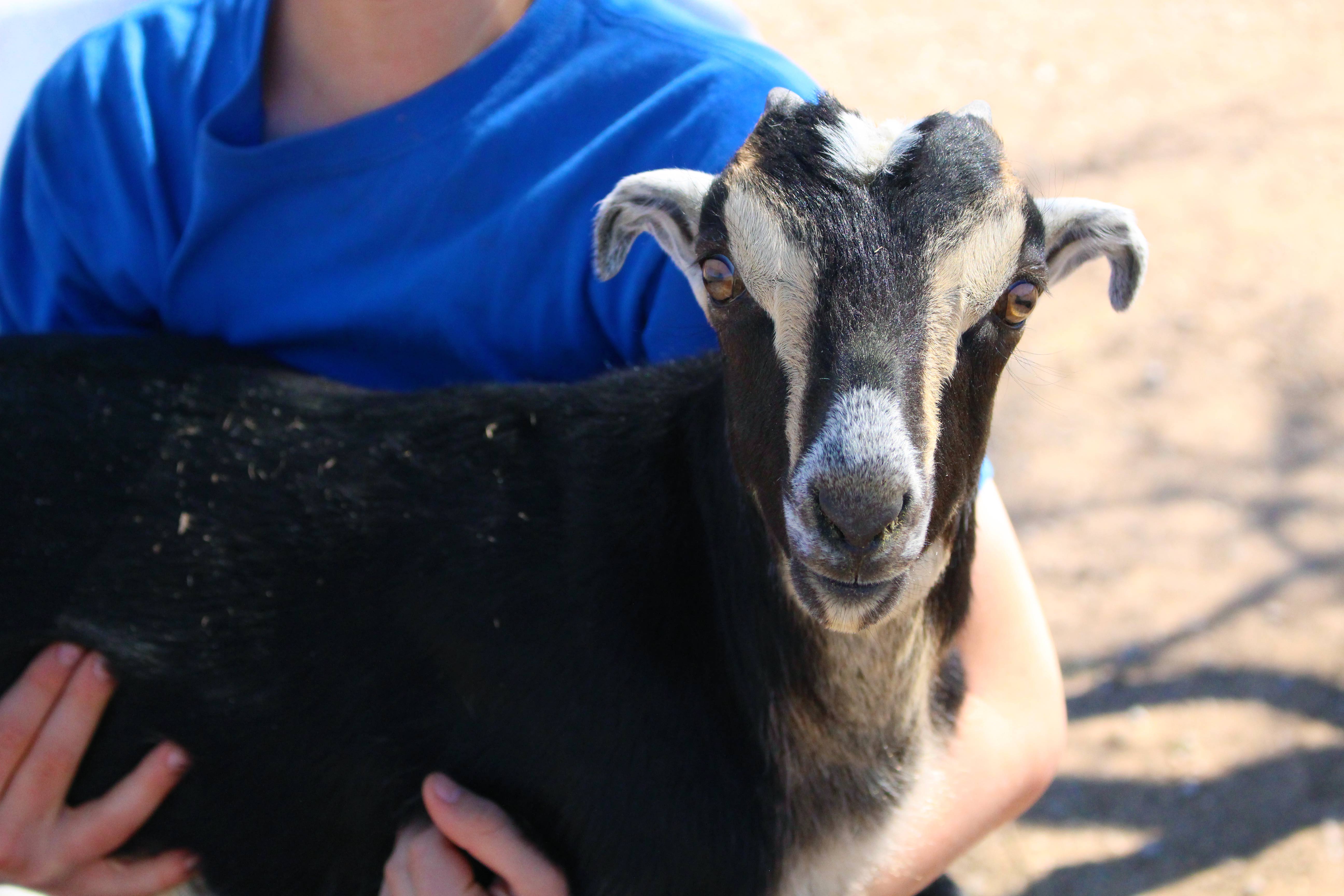 Get the best goat breed for your homestead and you’ll be set for years. Milk goats, meat goats and dual purposed goats are all compared in the following easy-to-use guide.