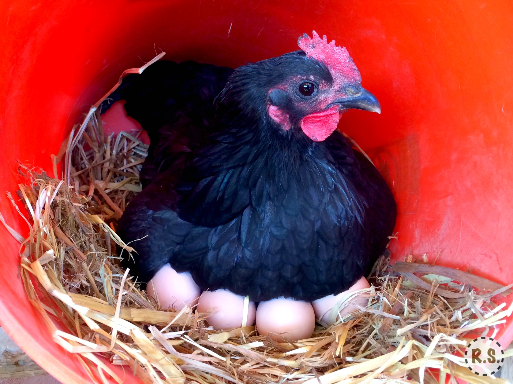 Black Australorp Chicken Eggs