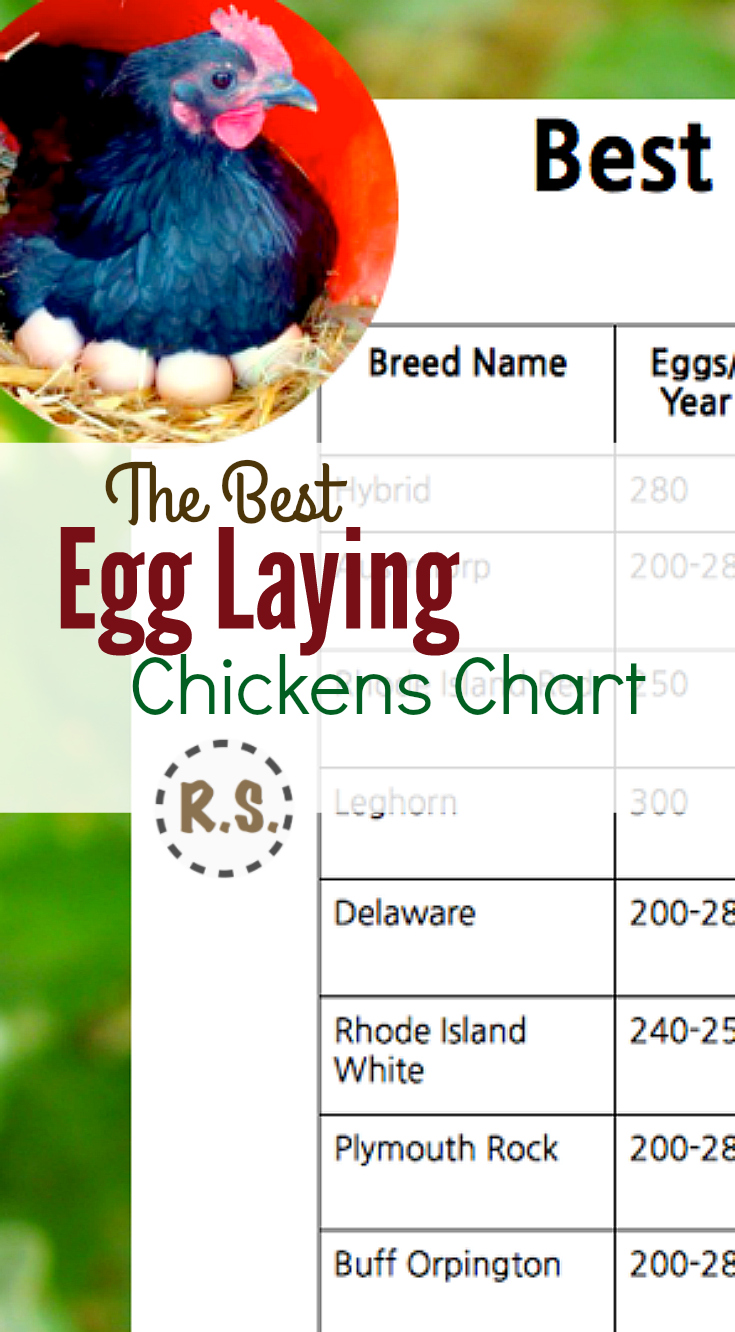 Use my Best egg laying chickens chart to get started with the right birds for you. Start out right and save in the end. Get your own copy of my Best Egg Laying Chickens chart today!