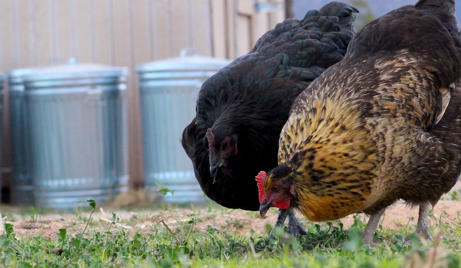 Guest Post Teaser: frugalchicken: what to plant in spring for chickens