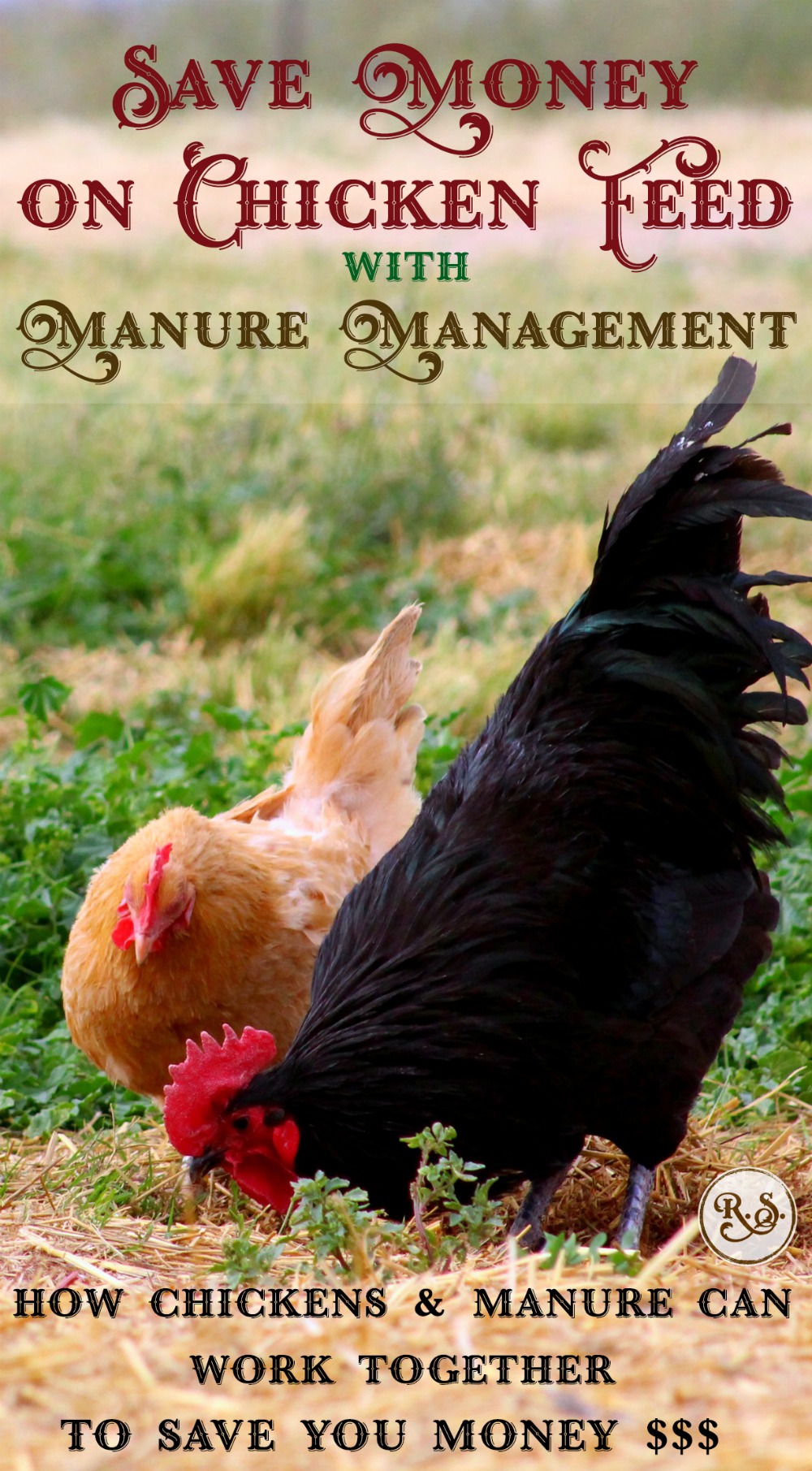 Save money on chicken feed with these easy manure management tips. Free food for the chickens--bugs, compost, worms, etc, ready for you to utilize. Health-promoting & easy DIY ideas for your backyard.