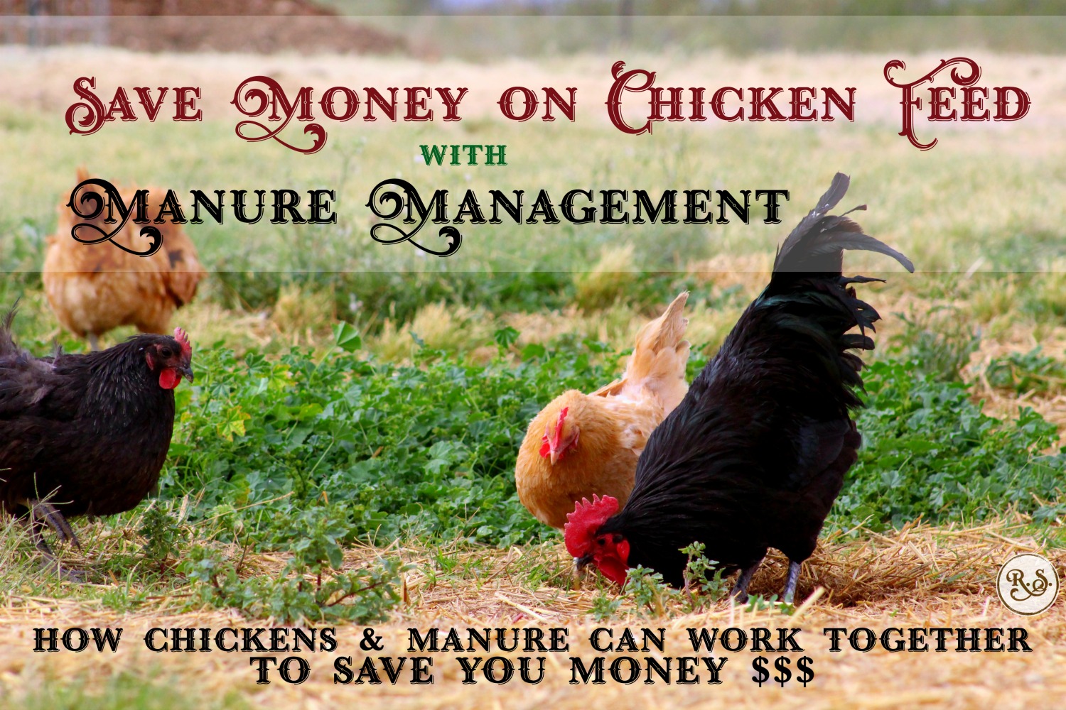 Save money on chicken feed with these easy manure management tips. Free food for the chickens--bugs, compost, worms, etc, ready for you to utilize. Health-promoting & easy DIY ideas for your backyard.