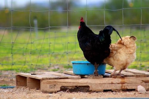 The best DIY poultry watering systems for your chickens. We'll see different poultry waterers and why some are better than others. Then we'll cover rainwater harvesting systems for your flock.