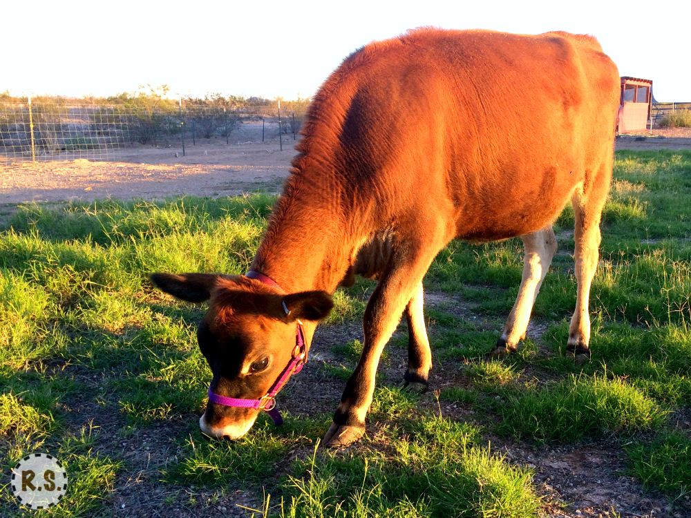 Are you trying to decide where to get a family milk cow? This article will help save you from some of the major problems most families have when they are first getting started with their own milk cow.