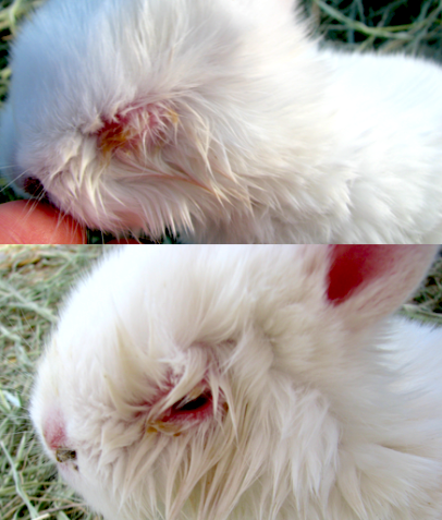 A natural eye infection remedy for your cow, rabbit, goat or sheep. It's a simple, easy and a very effective homestead remedy that I tried on our animals a while back. I've had great results!