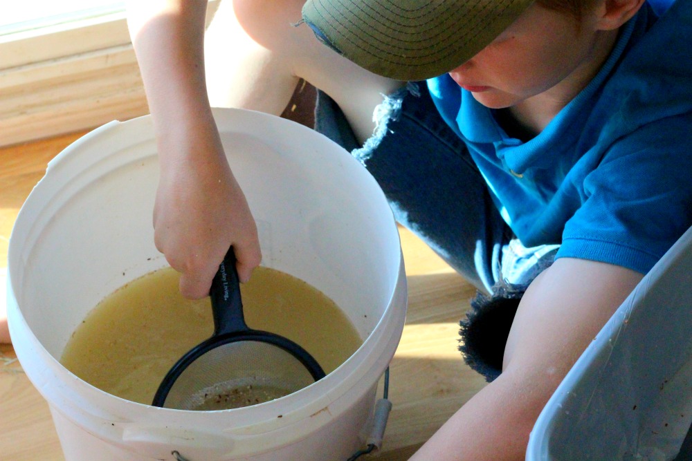 Fermenting chicken feed for your backyard chickens is a great way to save money on their food. Fermented feed can be fed for your hens, baby chicks, egg layers, broilers or meat chickens.