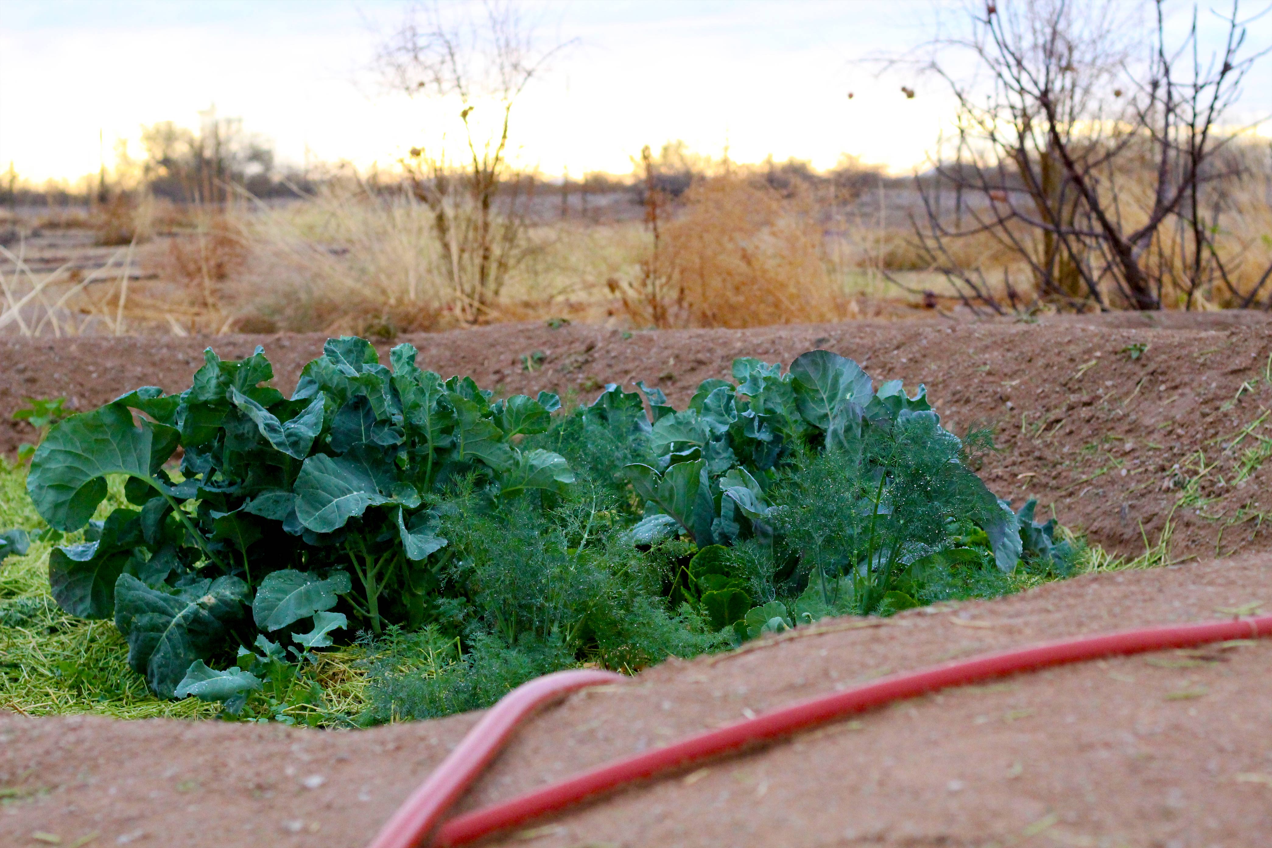 Arizona gardening calls for a permaculture garden design. Vegetable gardening in the desert can be hard, but with the right methods, we live in a great state!