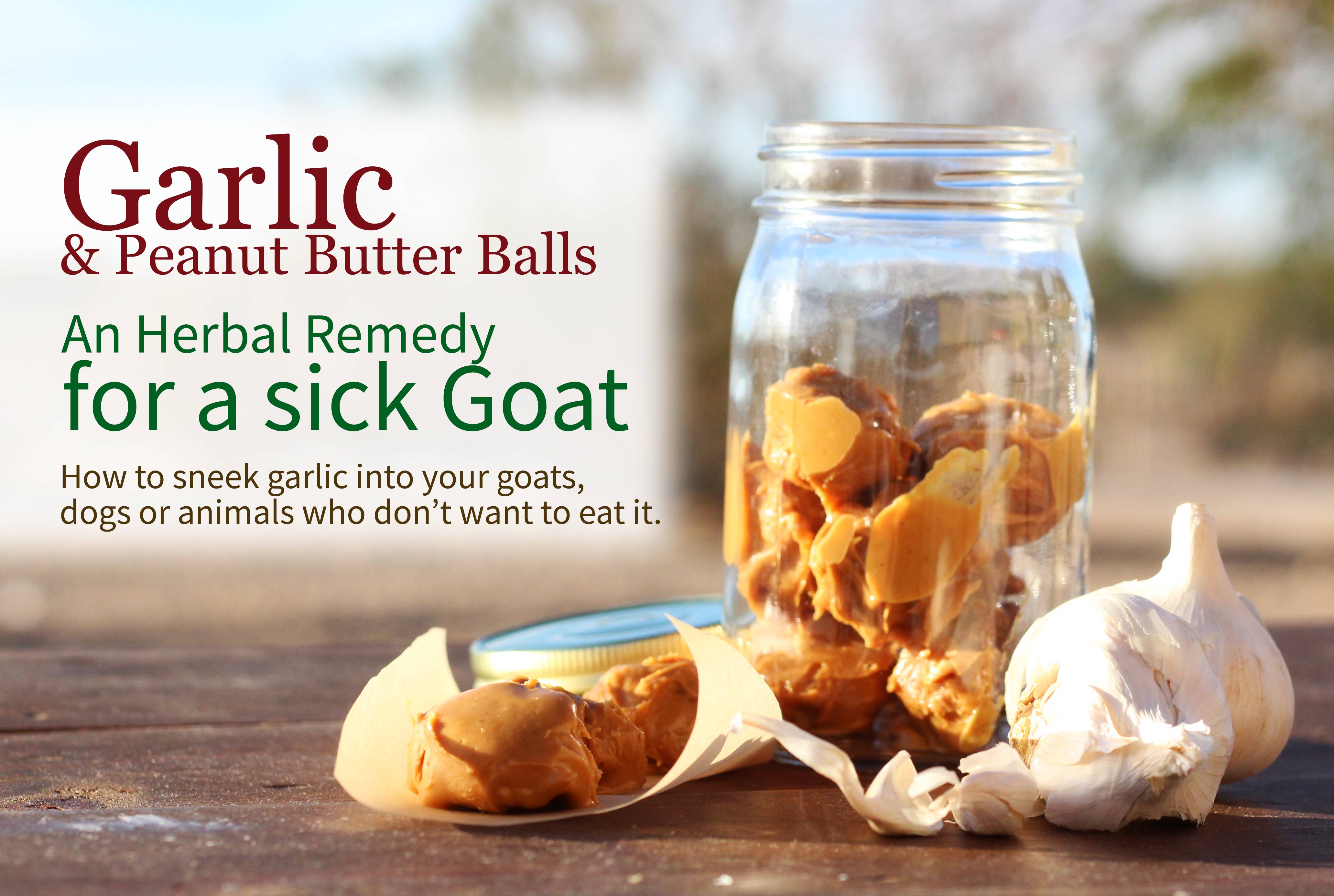 Garlic remedies are the best for a sick goat, dog, chicken, or yourself. Here's a recipe for garlic peanut butter balls for animals who don't like garlic.