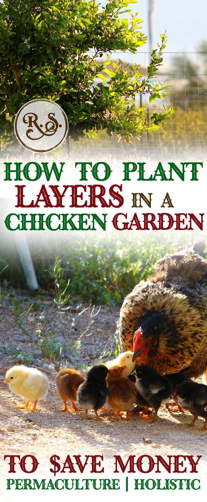 Grow a sustainable garden for your backyard chickens to save money on their feed bill. Plant herbs, shrubs and trees for a holistic, permaculture homestead. Great DIY ideas for beginners and beyond.