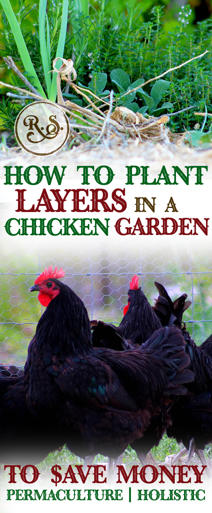 Grow a sustainable garden for your backyard chickens to save money on their feed bill. Plant herbs, shrubs and trees for a holistic, permaculture homestead. Great DIY ideas for beginners and beyond.