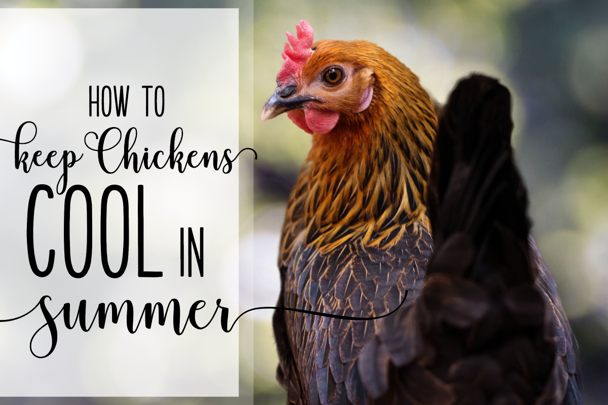 How do you keep your chickens cool this summer? Great question! Here are some tips and tricks to help your flock handle the heat. #backyardchickens #chickens #homesteading