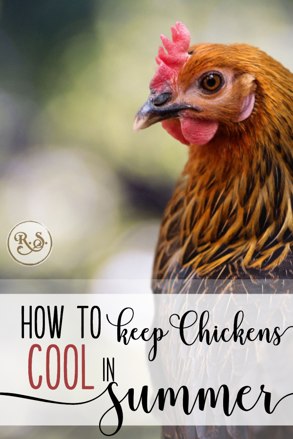 How do you keep your chickens cool this summer? Great question! Here are some tips and tricks to help your flock handle the heat. #backyardchickens #chickens #homesteading