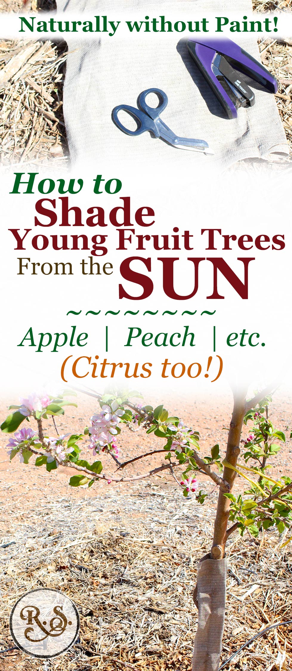 Learn how to protect your young fruit trees from the sun. This is great for both deciduous and citrus fruit trees. Prevent sunburn without the traditionally used chemical paint.