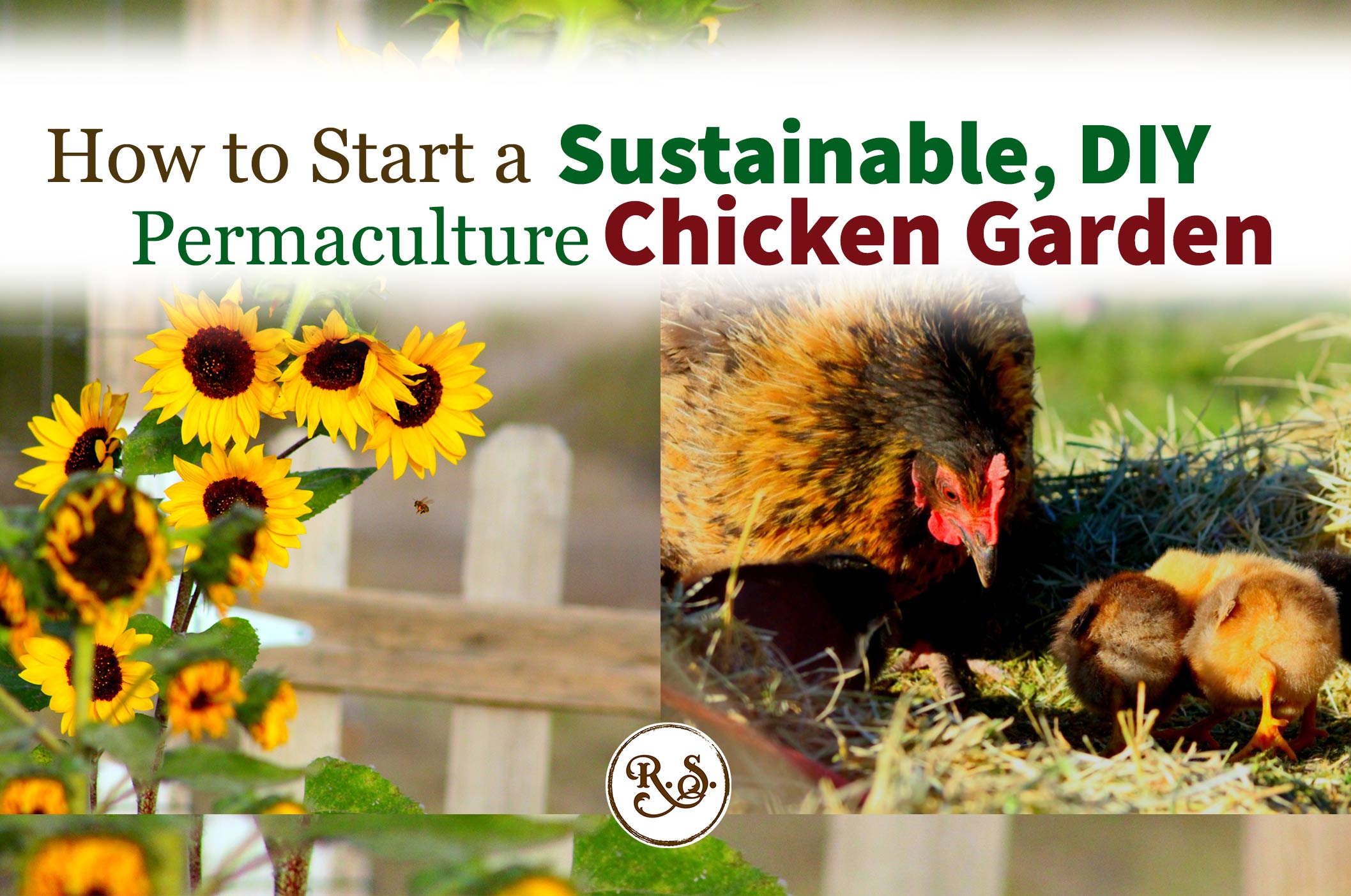 Learn how to grow a sustainable garden for your backyard chickens to save money on their feed bill. Plant shrubs, trees & herbs for a permaculture homestead. Great DIY ideas for beginners & beyond.