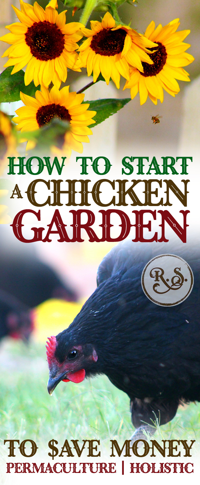 Learn how to grow a sustainable garden for your backyard chickens to save money on their feed bill. Plant shrubs, trees & herbs for a permaculture homestead. Great DIY ideas for beginners & beyond.