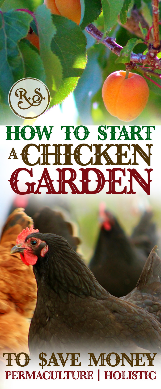 Learn how to grow a sustainable garden for your backyard chickens to save money on their feed bill. Plant shrubs, trees & herbs for a permaculture homestead. Great DIY ideas for beginners & beyond.